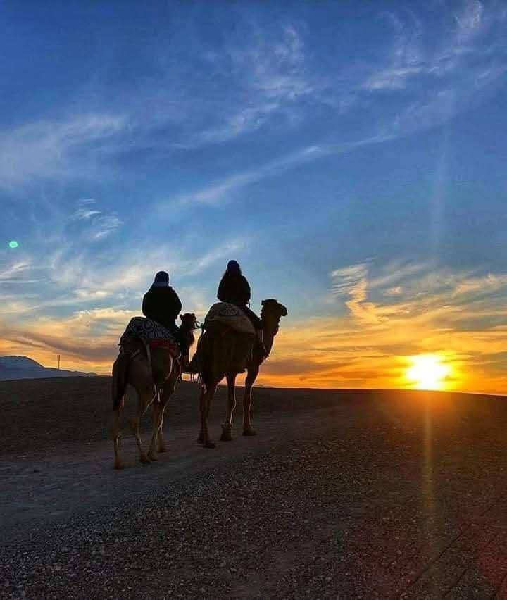 Sunset Camel Ride
